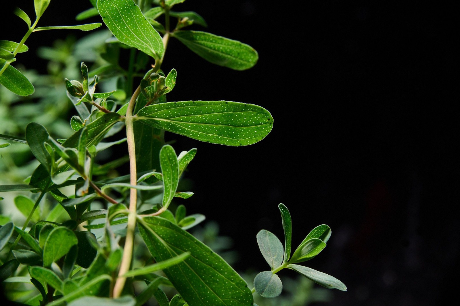Cultipharm©: Il futuro dei Botanicals in Vertical Farming