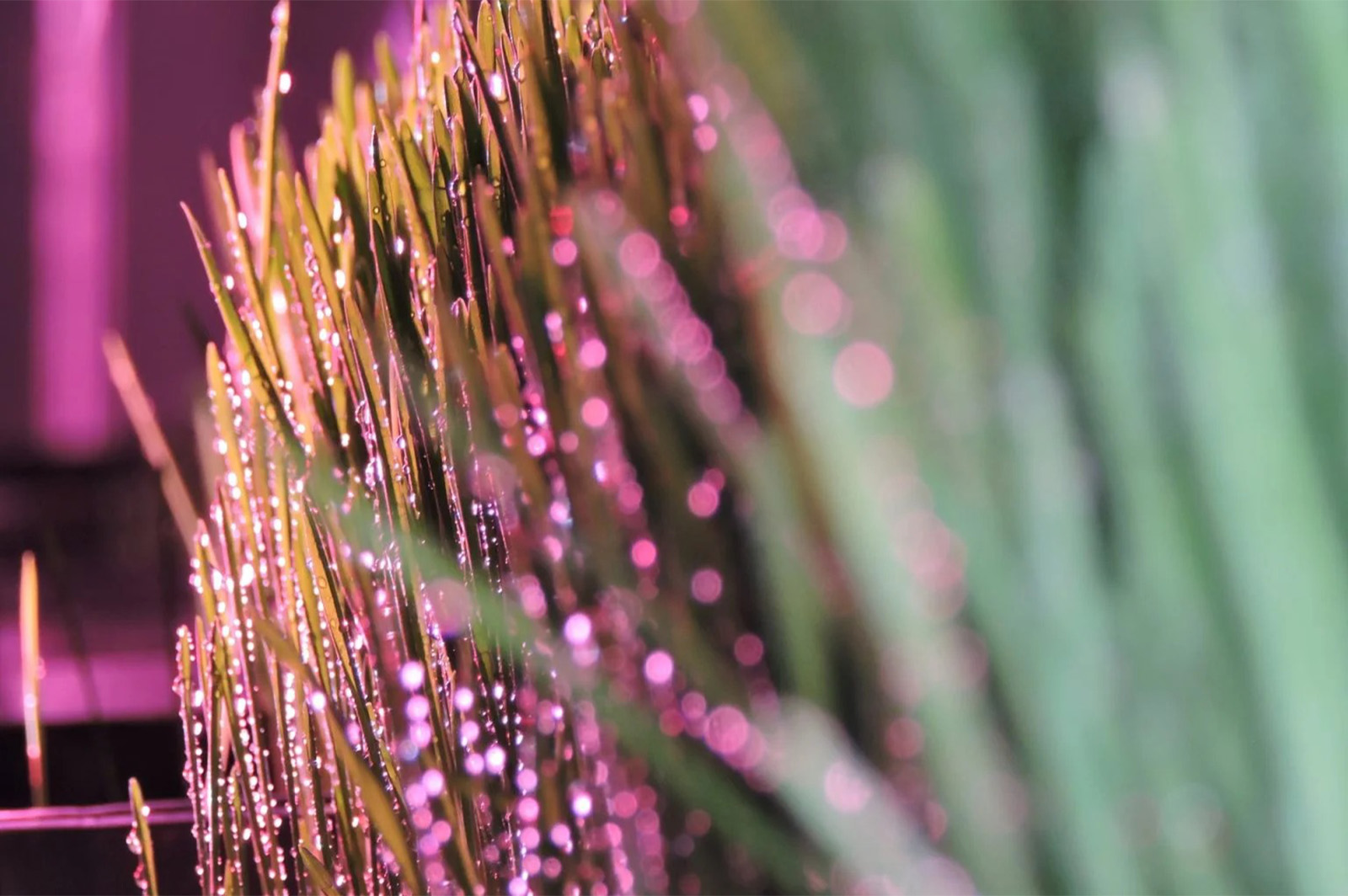 Vertical Farming e Zootecnia: Nasce il superfood per animali