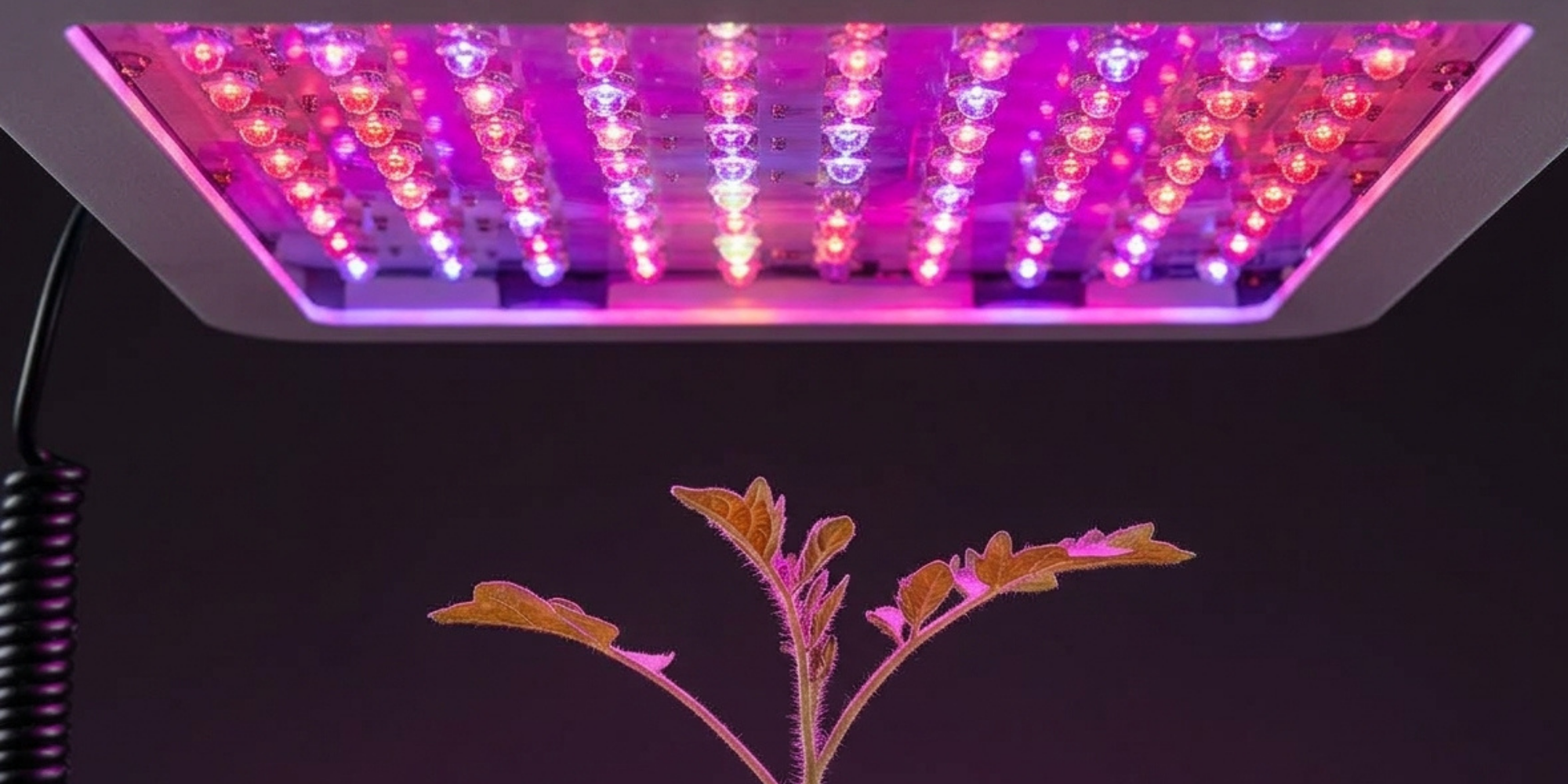 LUCI LED PER LA COLTIVAZIONE: scegliere l’illuminazione giusta
