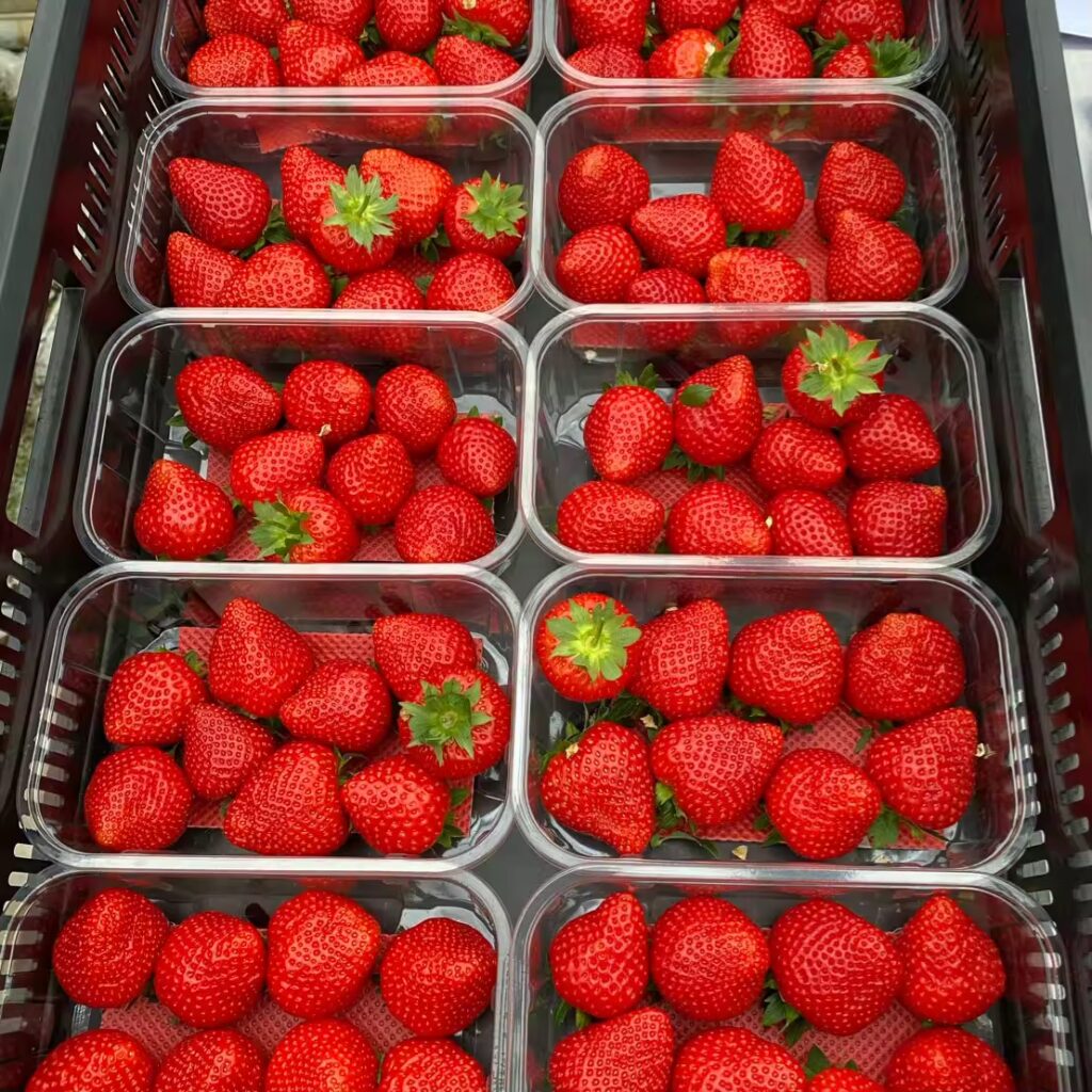 FRAGOLA 7