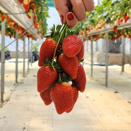FRAGOLE 6