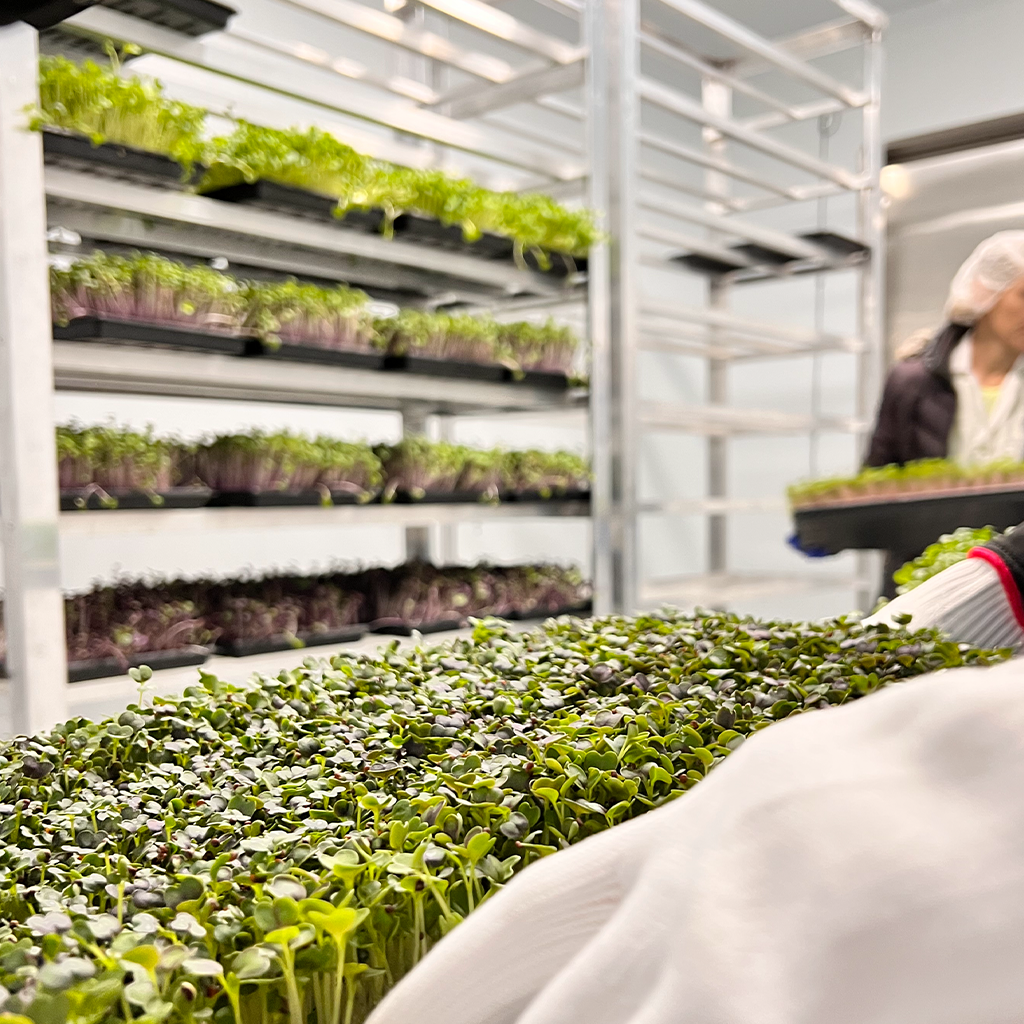 MICROGREENS: perché chef e ristoranti non ne possono più fare a meno