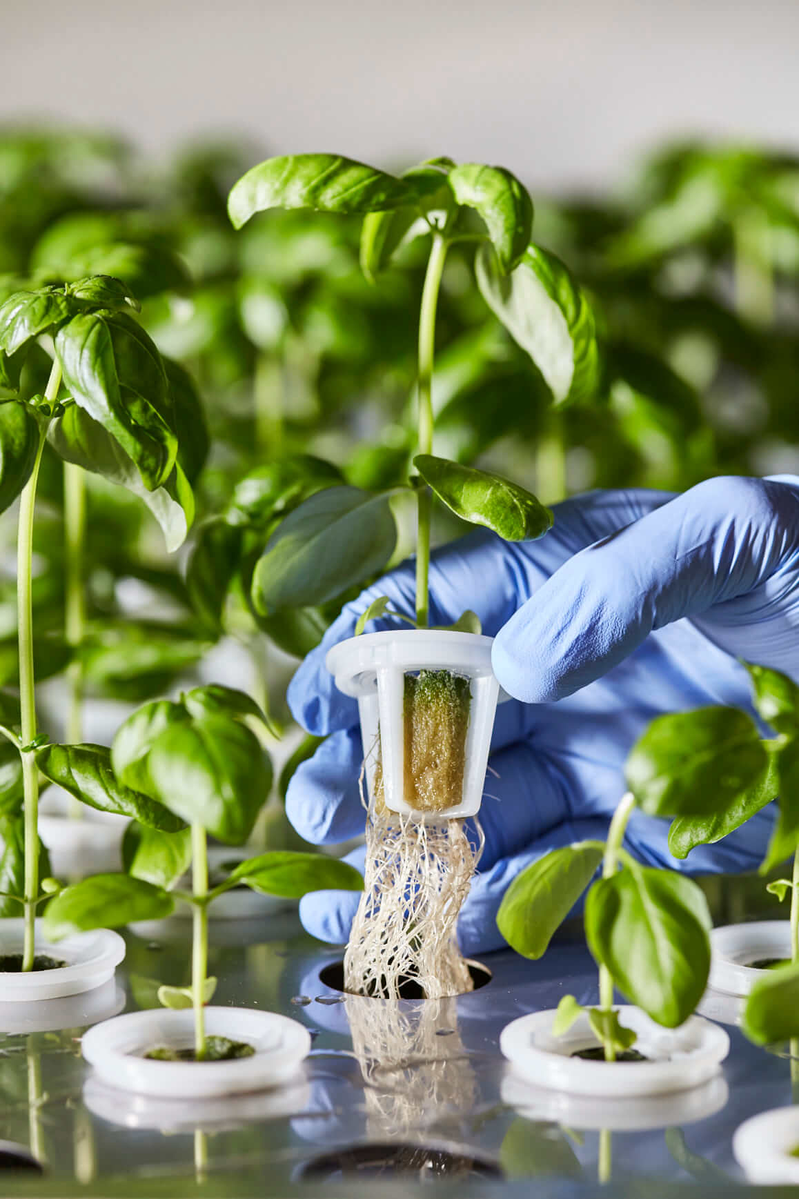 IDROPONICA o AGRICOLTURA TRADIZIONALE: le differenze