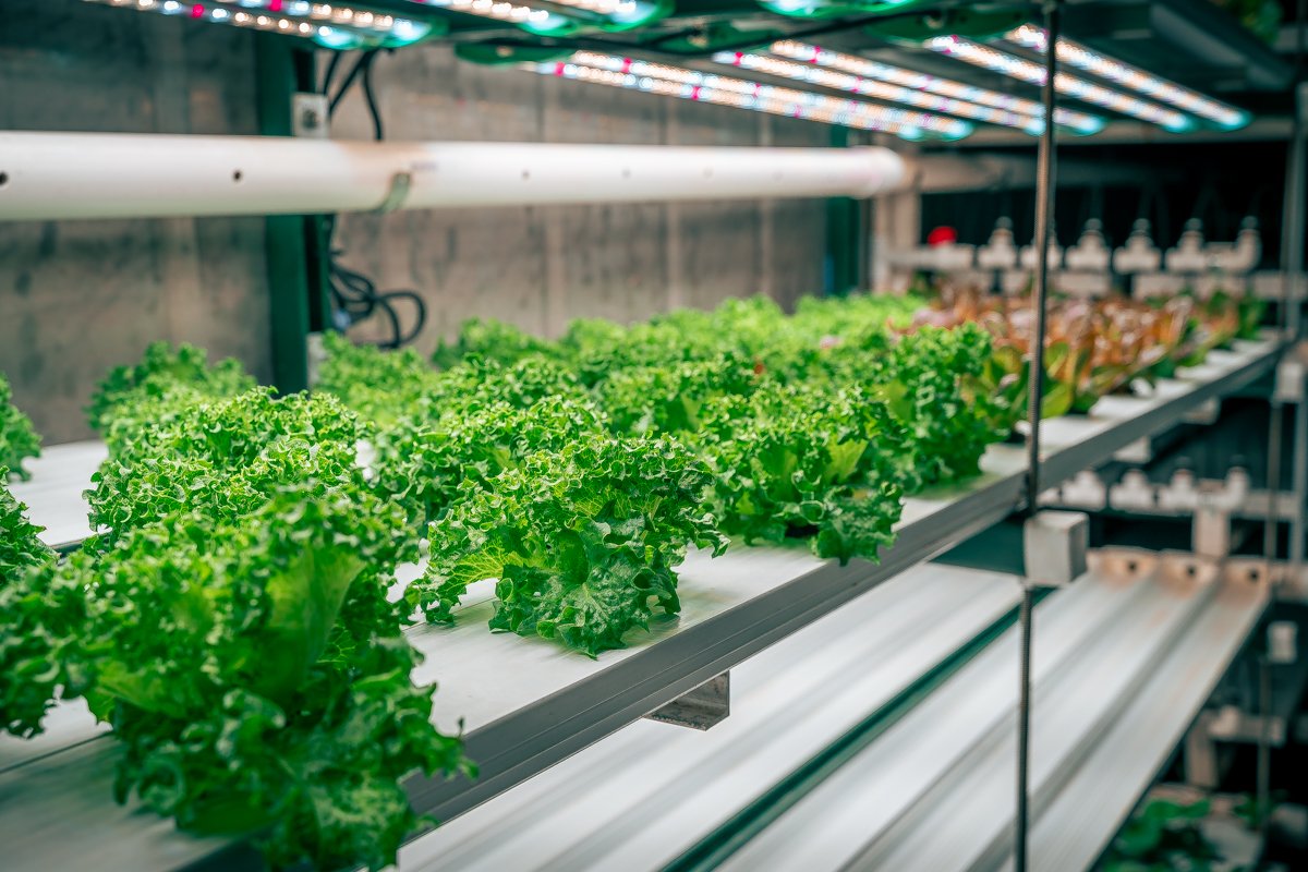 CONTAINER FARM:     fattoria verticale in 28mq